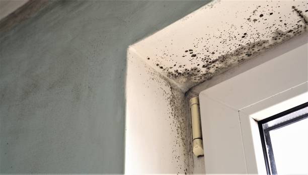 Mold Documentation for Insurance Claims in Holiday Shores, IL