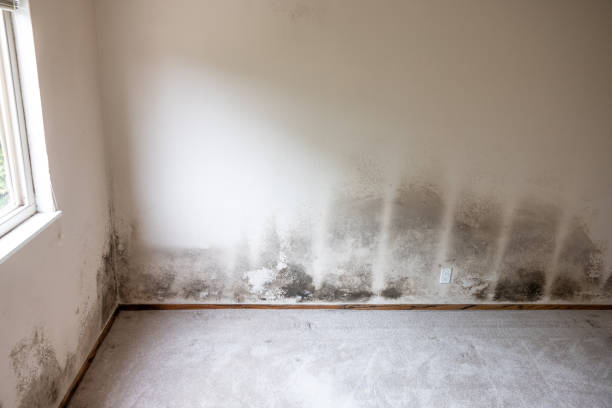 Holiday Shores, IL Mold Inspection, Removal & Remediation Company